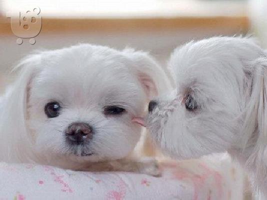 Yorkshire Terrier καθαροαιμα κουταβια Αθηνα-Κρητη-Νησια 6979314054...